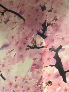 鏡開き(内容とは全く関係ありません）