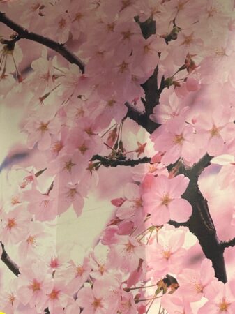 鏡開き(内容とは全く関係ありません）